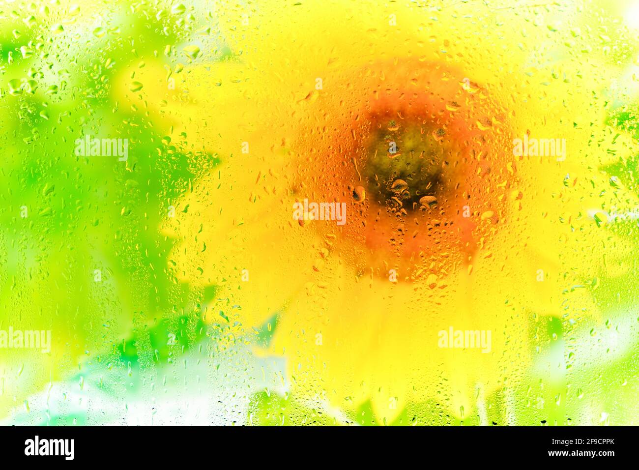 Tournesol derrière le verre humide embué dans les gouttes de pluie Banque D'Images