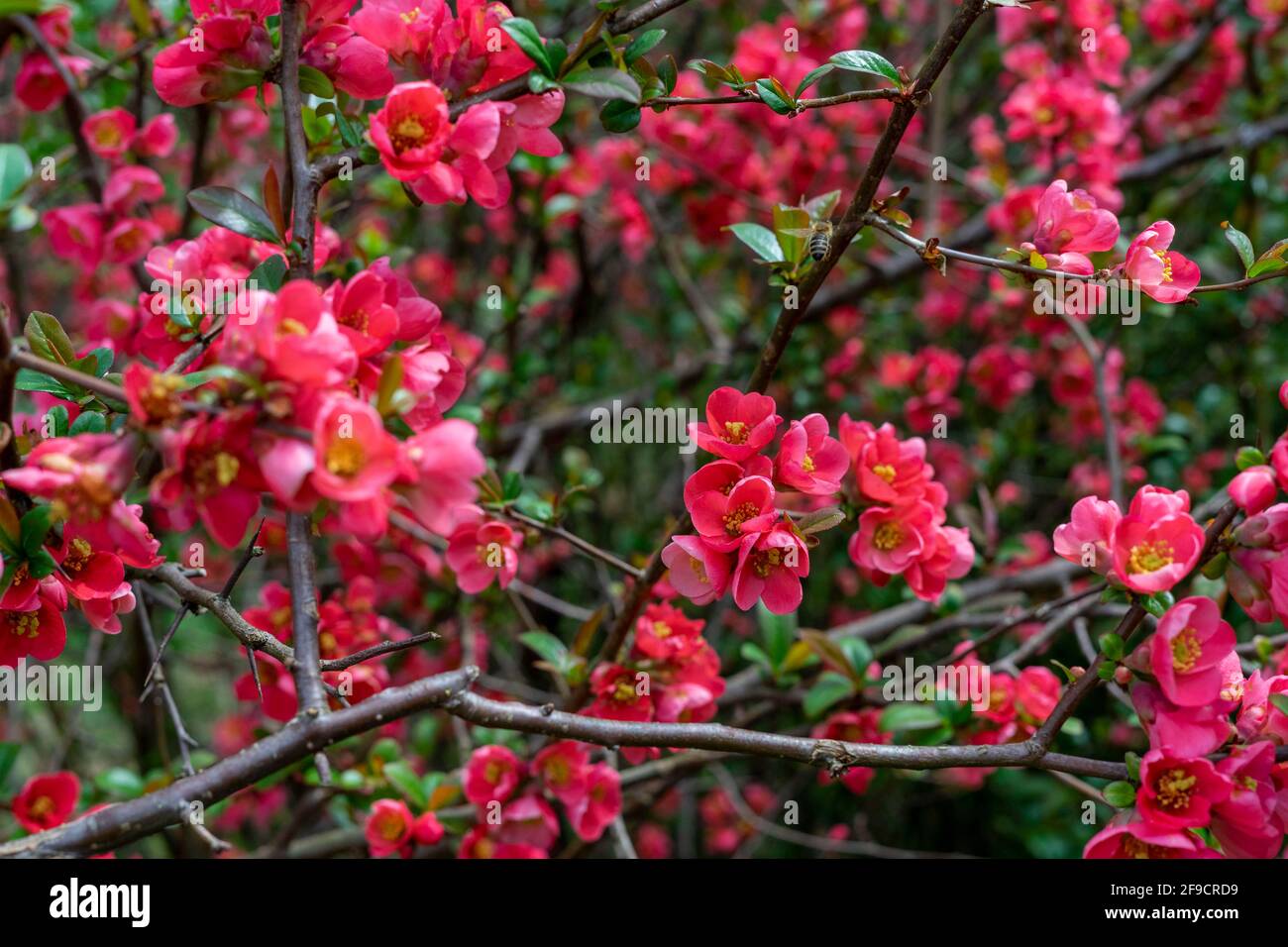 Au printemps, les fleurs rouges se trouvent sur un brousse dans un jardin avec des abeilles Banque D'Images