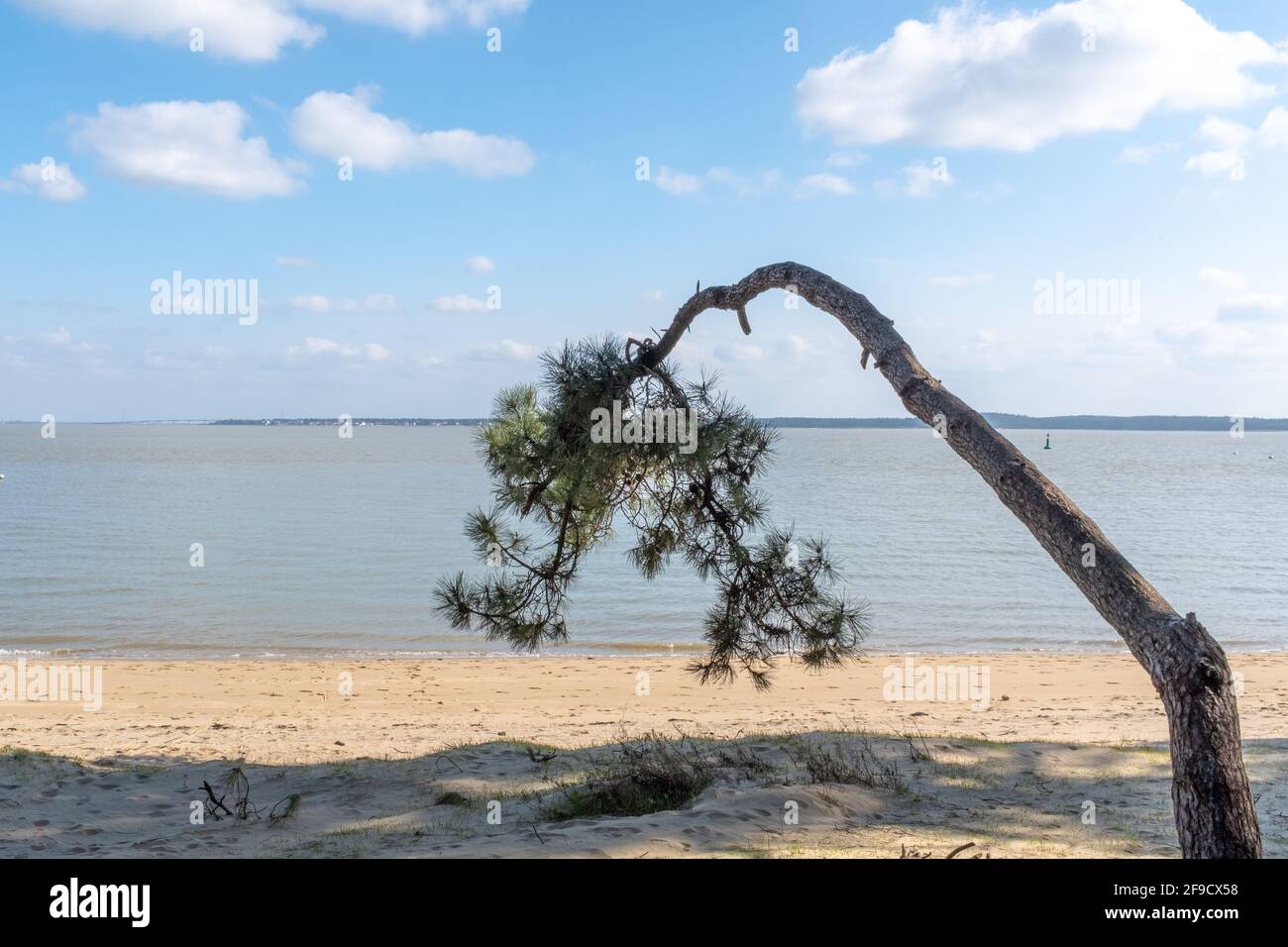 PIN d'une forme étrange sur une plage vide face au continent, pris le jour d'hiver ensoleillé sur l'île d'Oléron, Charente, France Banque D'Images