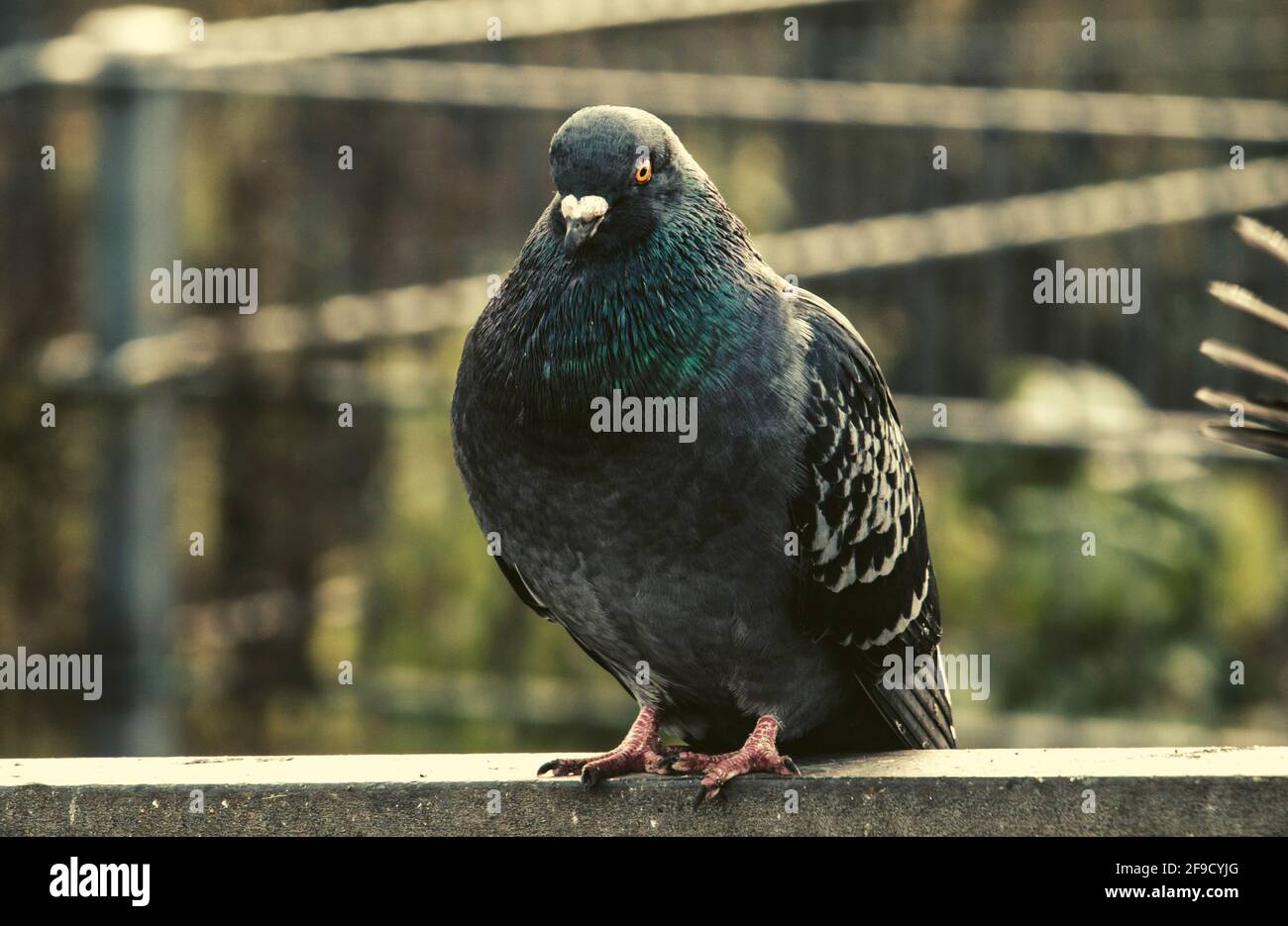 Gros plan d'un mignon pigeon bleu et gris Banque D'Images