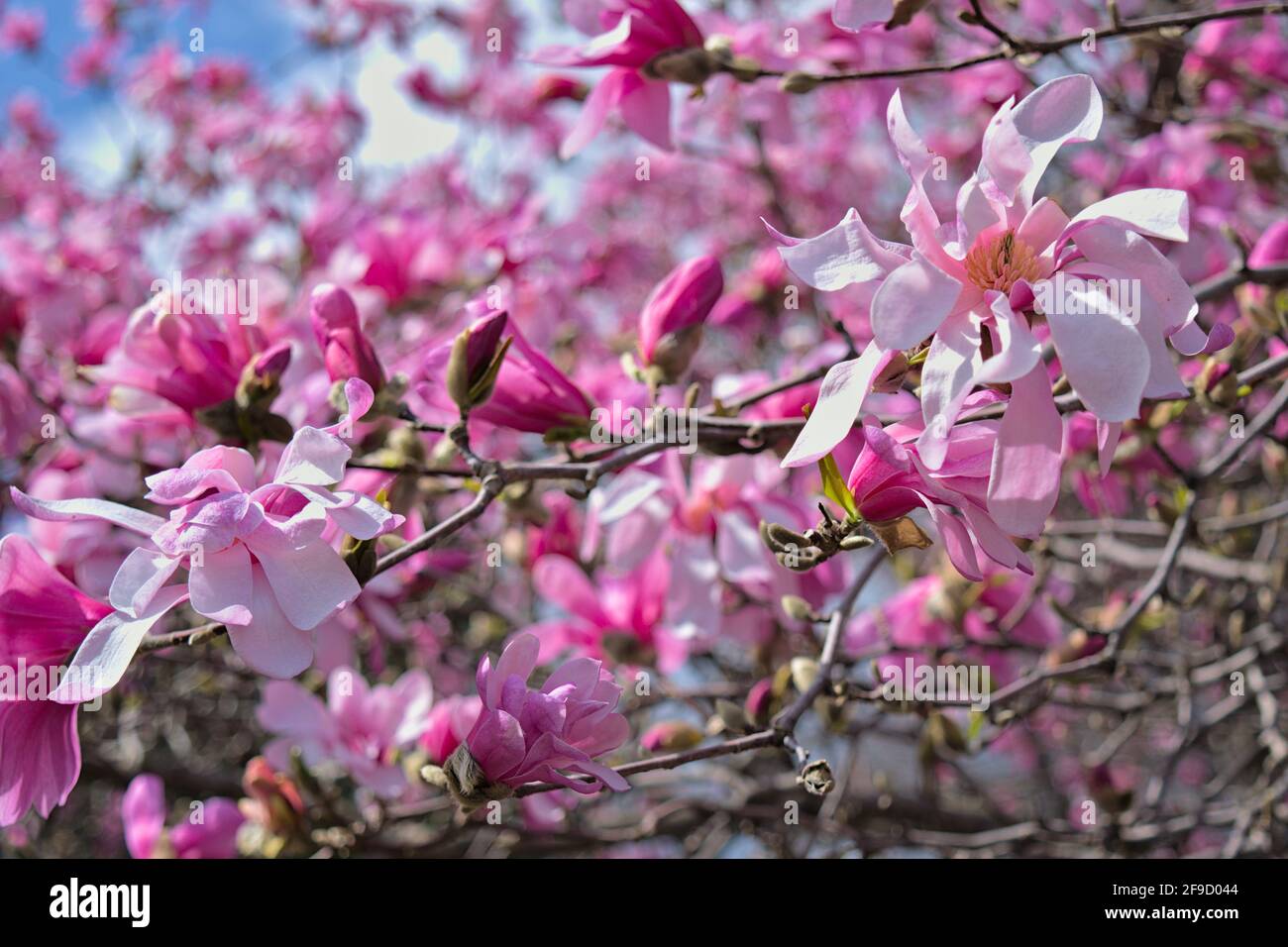 Belles fleurs de magnolia rose (Magnolia sprengeri?) Floraison sous le soleil du printemps à Ottawa, Ontario, Canada. Banque D'Images