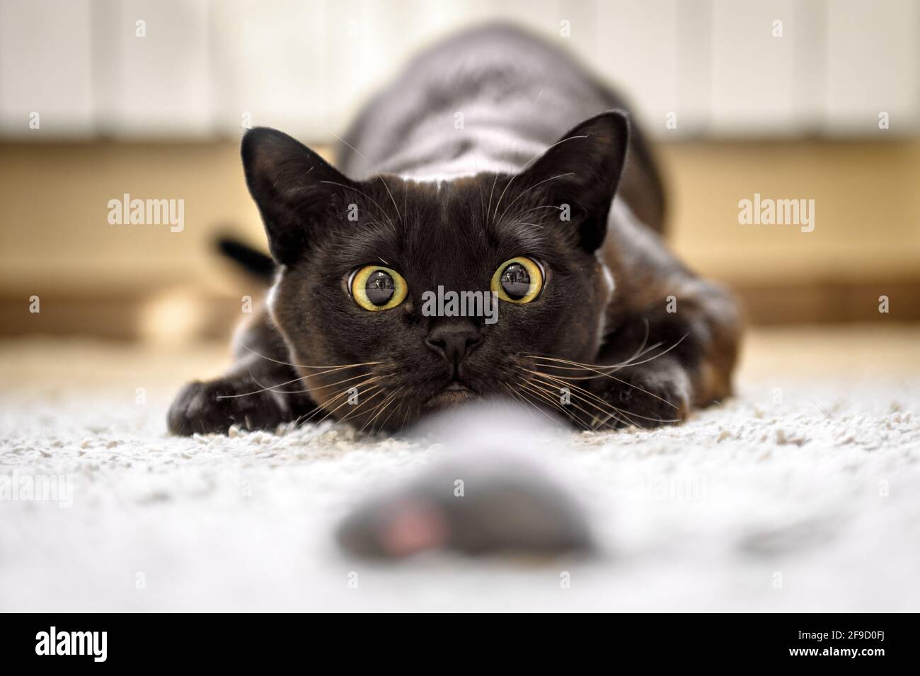 Souris Domestique Banque De Photographies Et D Images A Haute Resolution Alamy