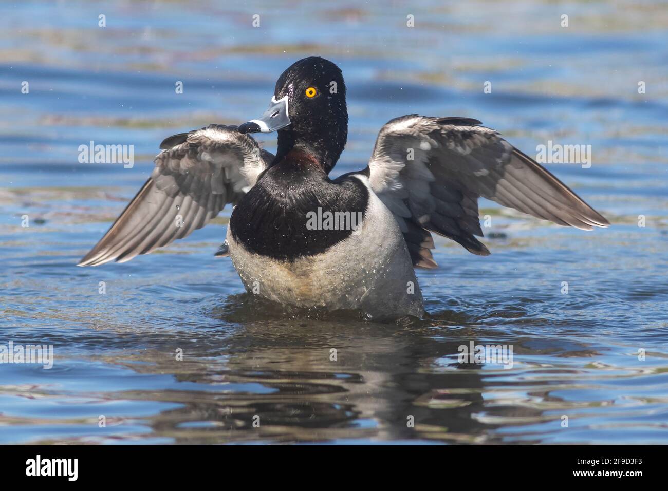 Ailes flexibles de canard à col annulaire (Aythya collaris) Banque D'Images