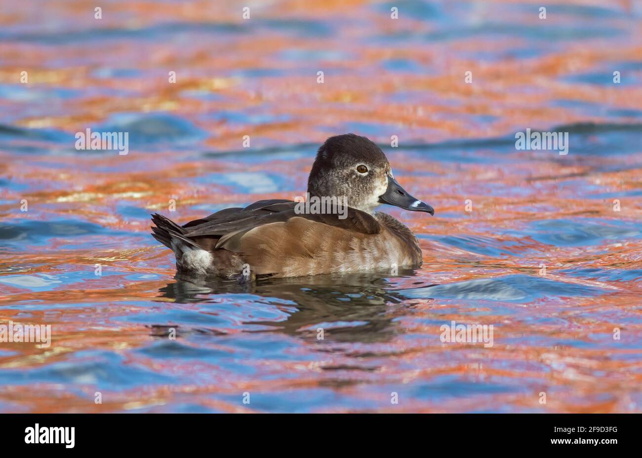 Canard à col annulaire (Aythya collaris) Hen dans l'eau réfléchie dorée Banque D'Images