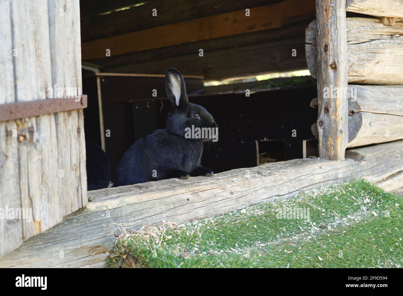 Lapin au parc de l'ours de Flå, Norvège Banque D'Images