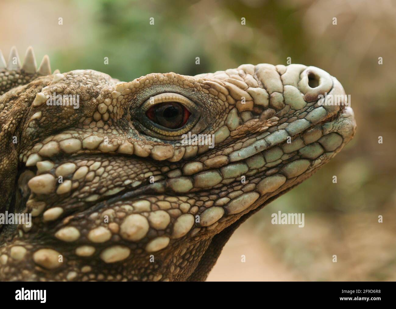 Cymura nubila - yman îles Ground iguana Banque D'Images