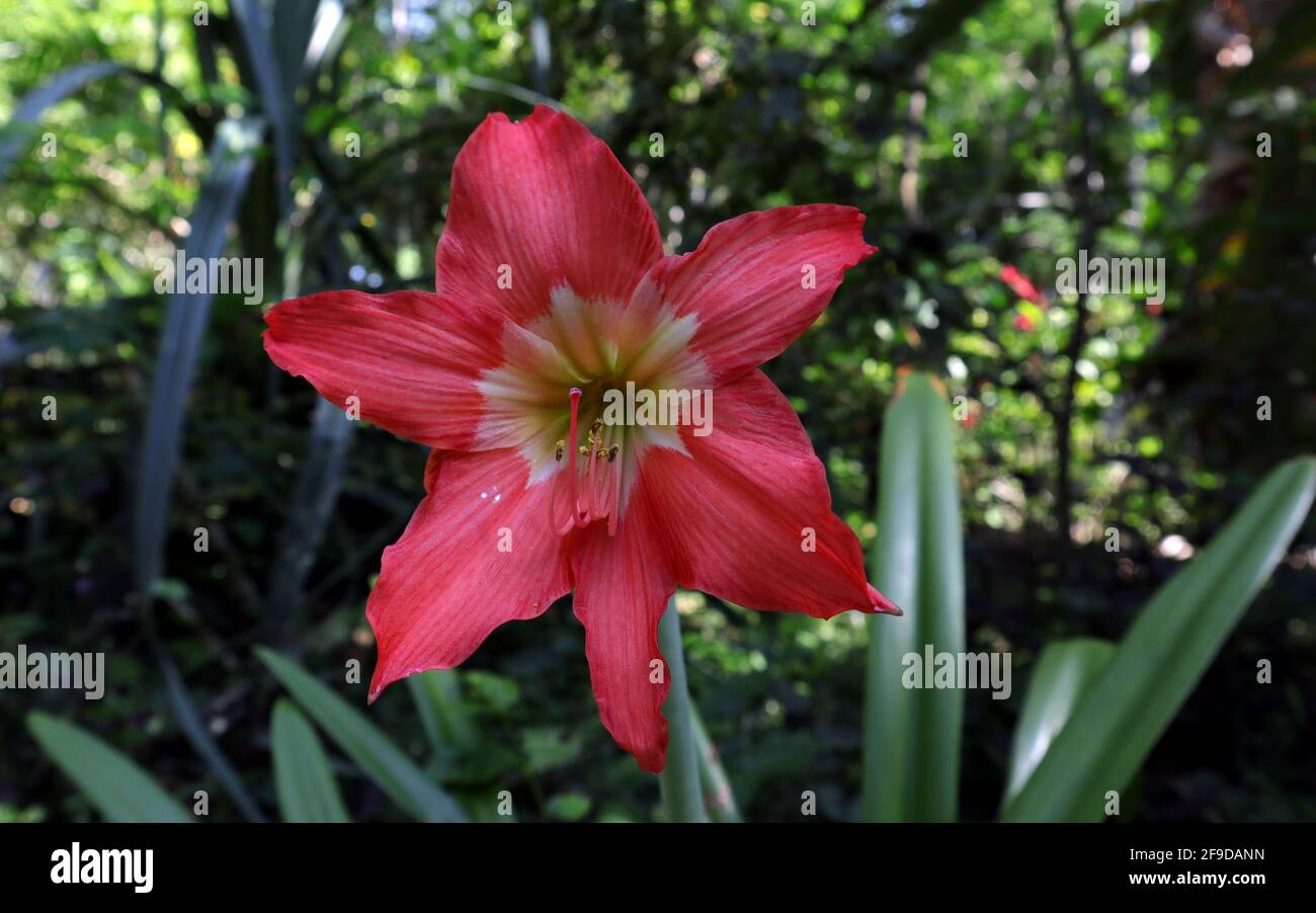 Gros plan d'un gros oignon sauvage de couleur rouge ou vin de lait fleur de nénuphars Banque D'Images