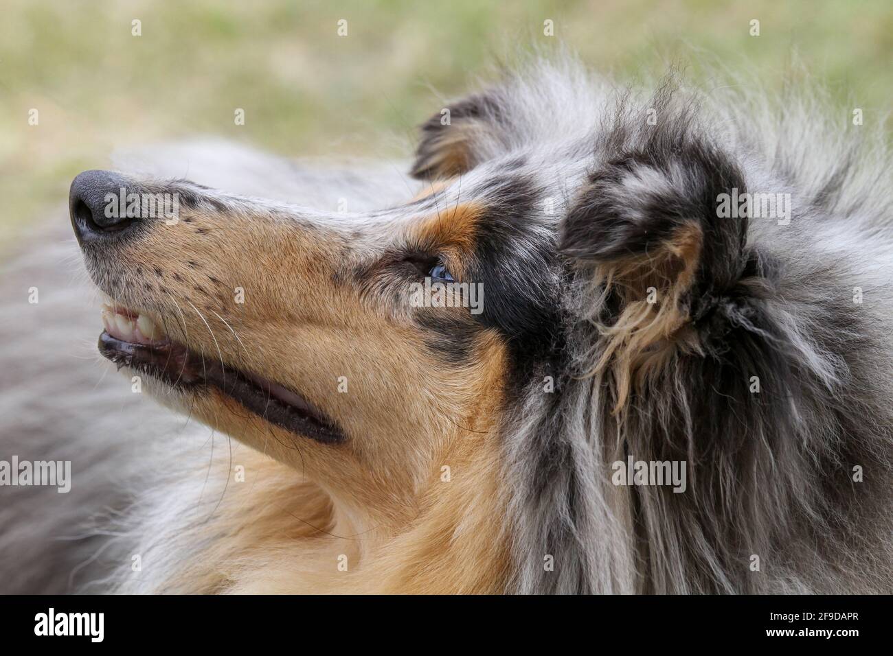 Merle Rough Collie Banque D'Images