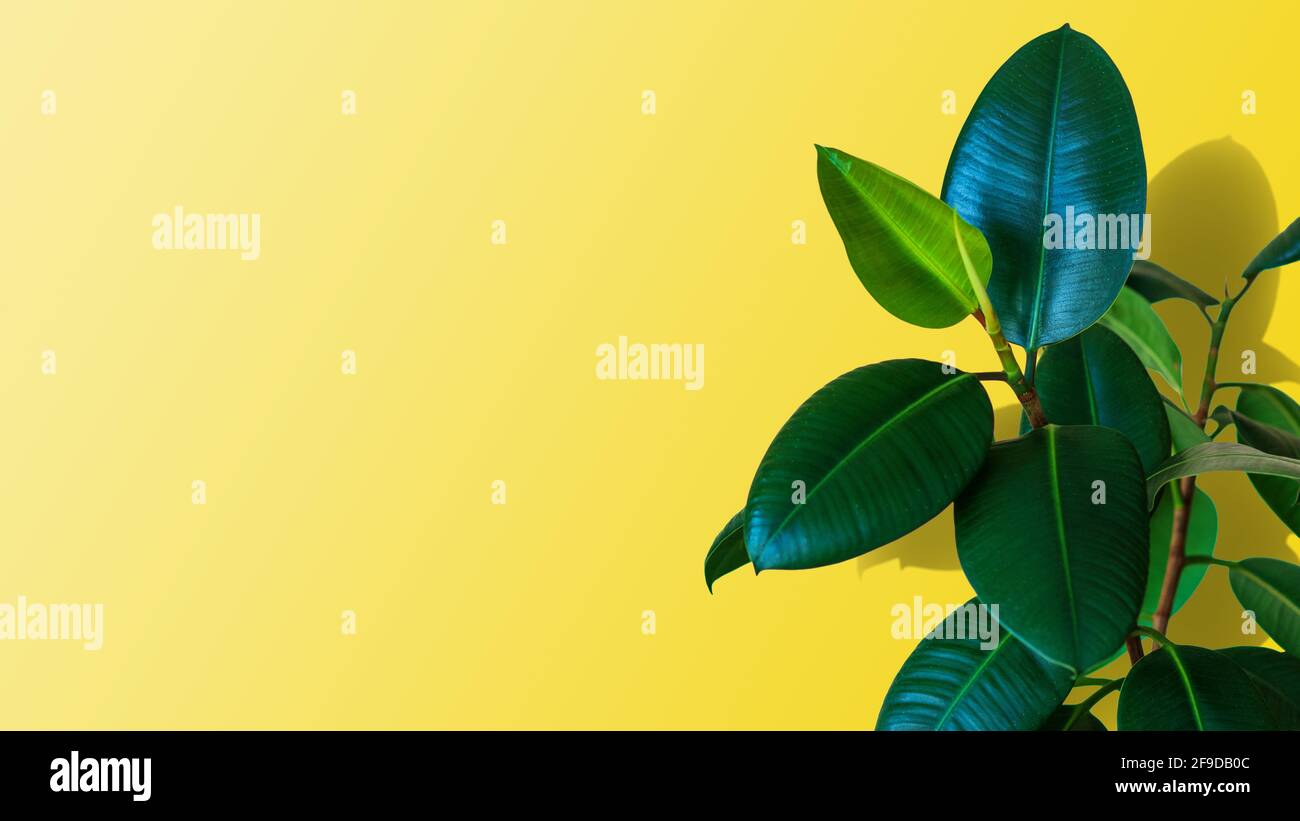 Plante verte Ficus elastica sur fond jaune avec espace de copie Photo Stock  - Alamy