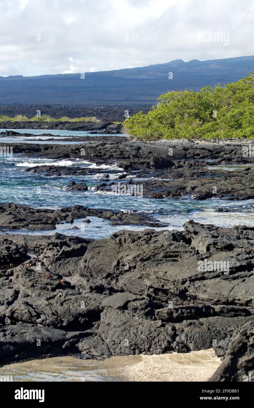 Vagues se brisant sur une côte de roche de lave à Punta Espinoza, île Fernandina, Galapagos, Equateur Banque D'Images
