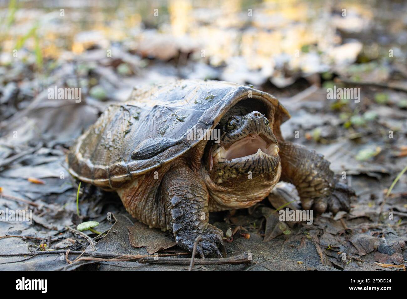 Tortue serpentine juvénile - Chelydra serpentina Banque D'Images