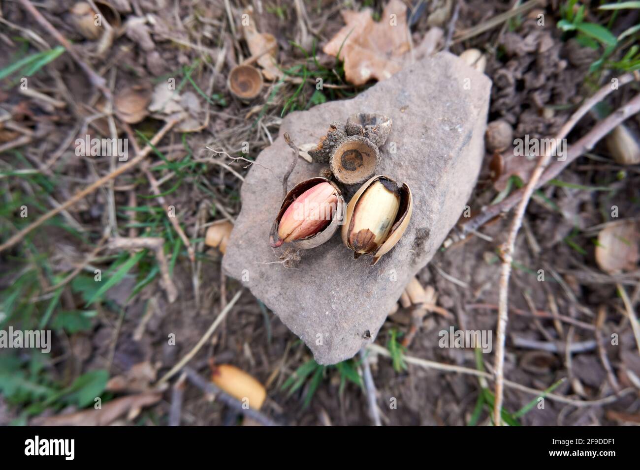 Une vue de dessus d'une paire d'acorns cassés sur la pierre dans une forêt avec de l'herbe, des feuilles mortes, et des brindilles en arrière-plan Banque D'Images