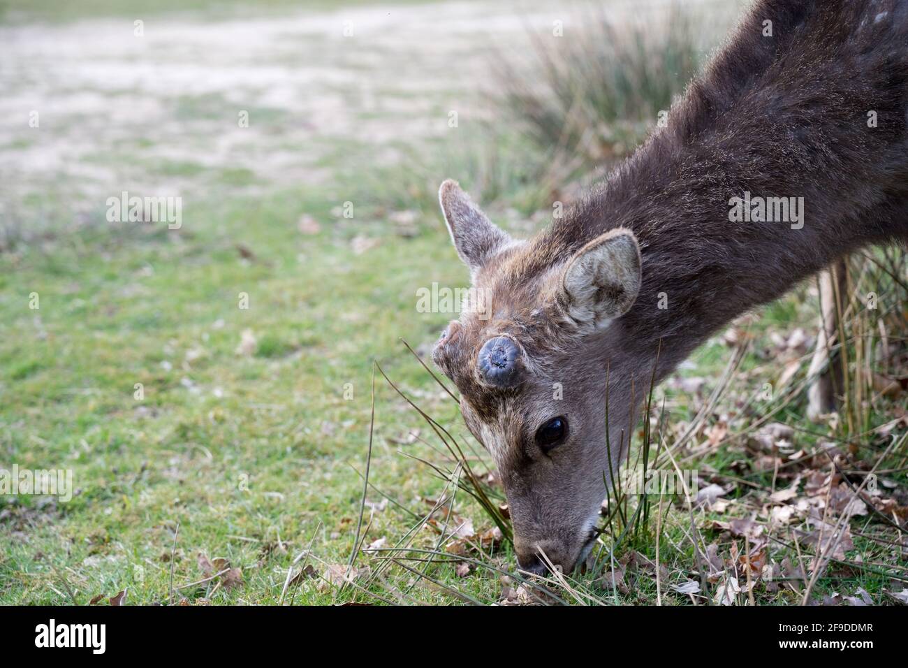 Les cerfs-jachères apprécient le soleil et la chaleur du printemps qui paissent dans le parc national de Knole, dans le Kent Banque D'Images