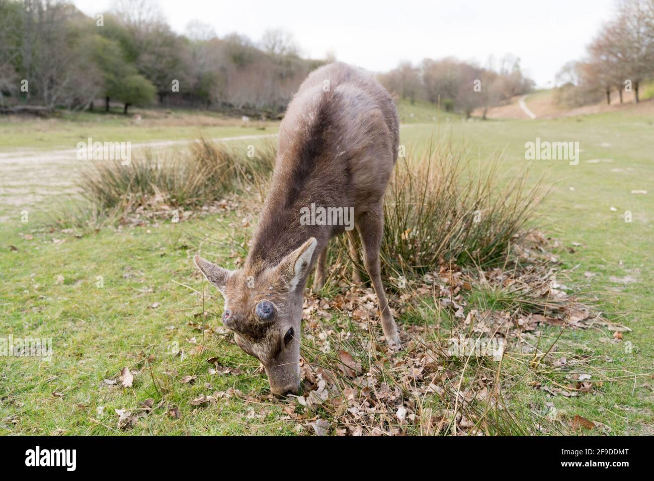 Les cerfs-jachères apprécient le soleil et la chaleur du printemps qui paissent dans le parc national de Knole, dans le Kent Banque D'Images