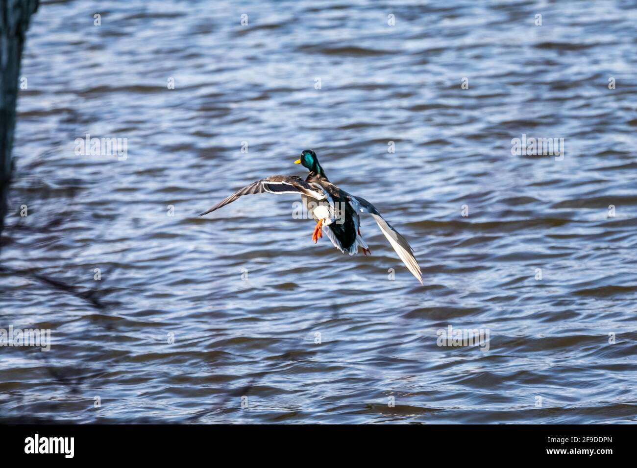 Canard colvert sauvage - tête verte - au Québec, Canada Banque D'Images