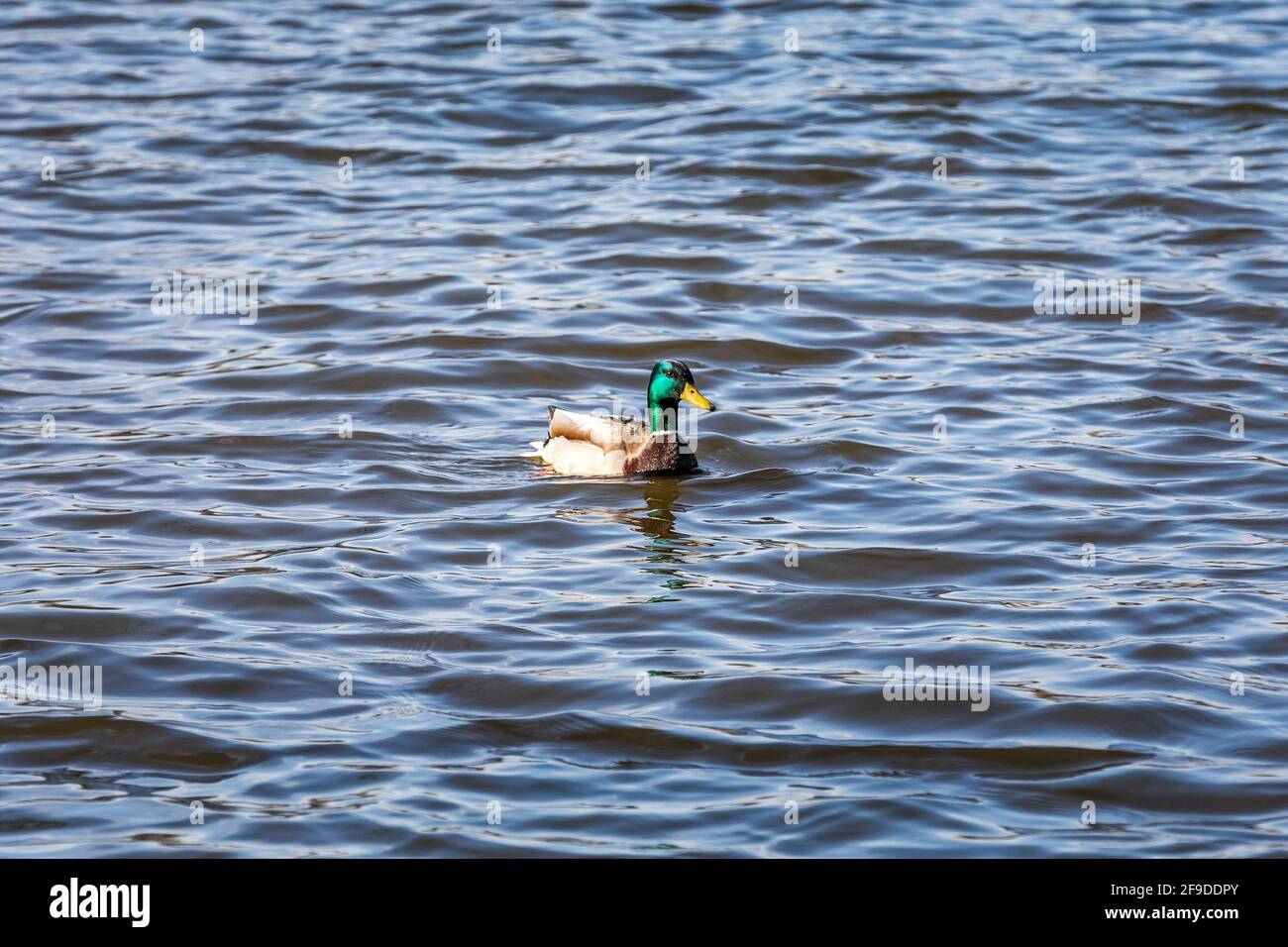 Canard colvert sauvage - tête verte - au Québec, Canada Banque D'Images