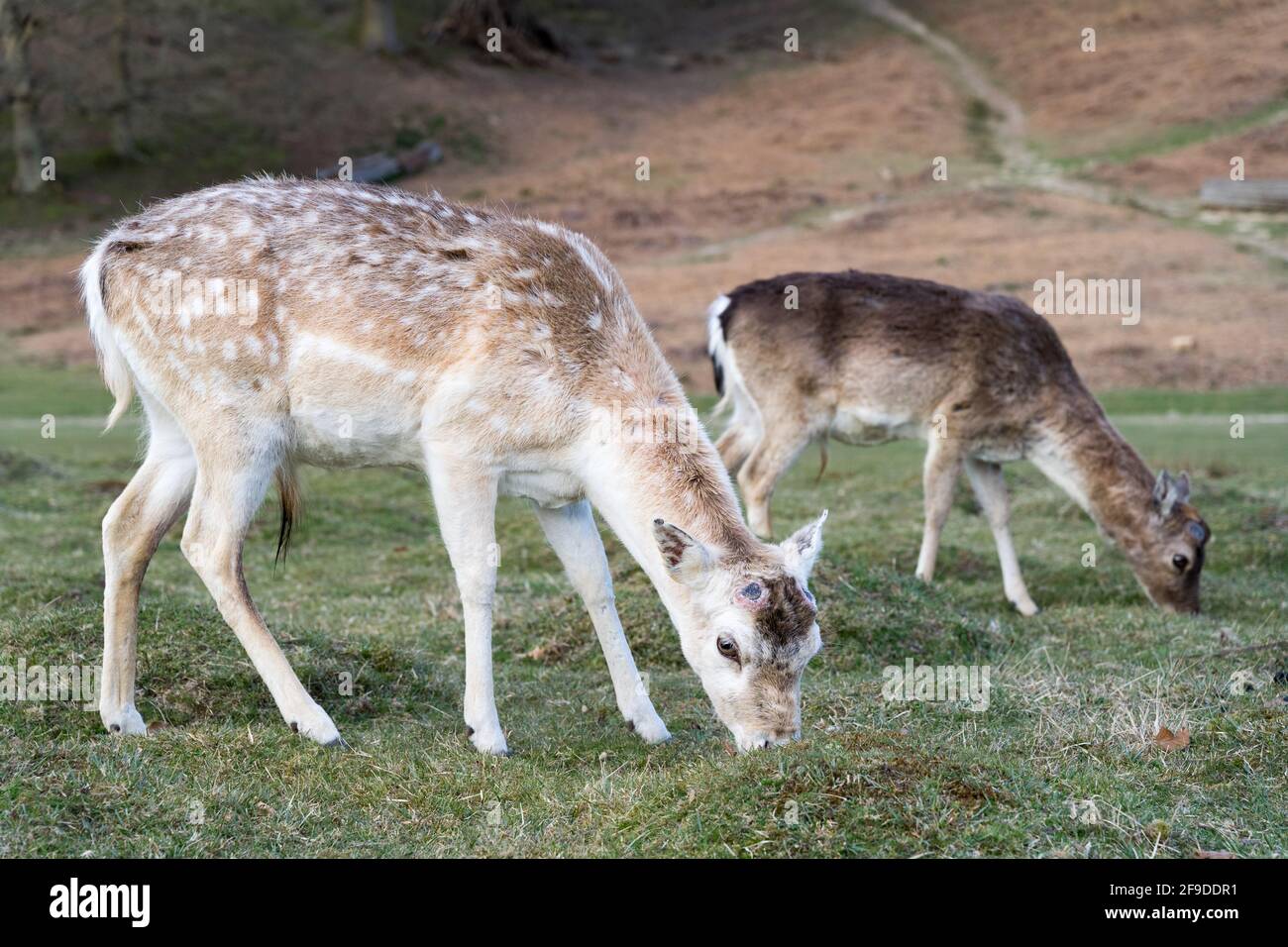 Les cerfs-jachères apprécient le soleil et la chaleur du printemps qui paissent dans le parc national de Knole, dans le Kent Banque D'Images