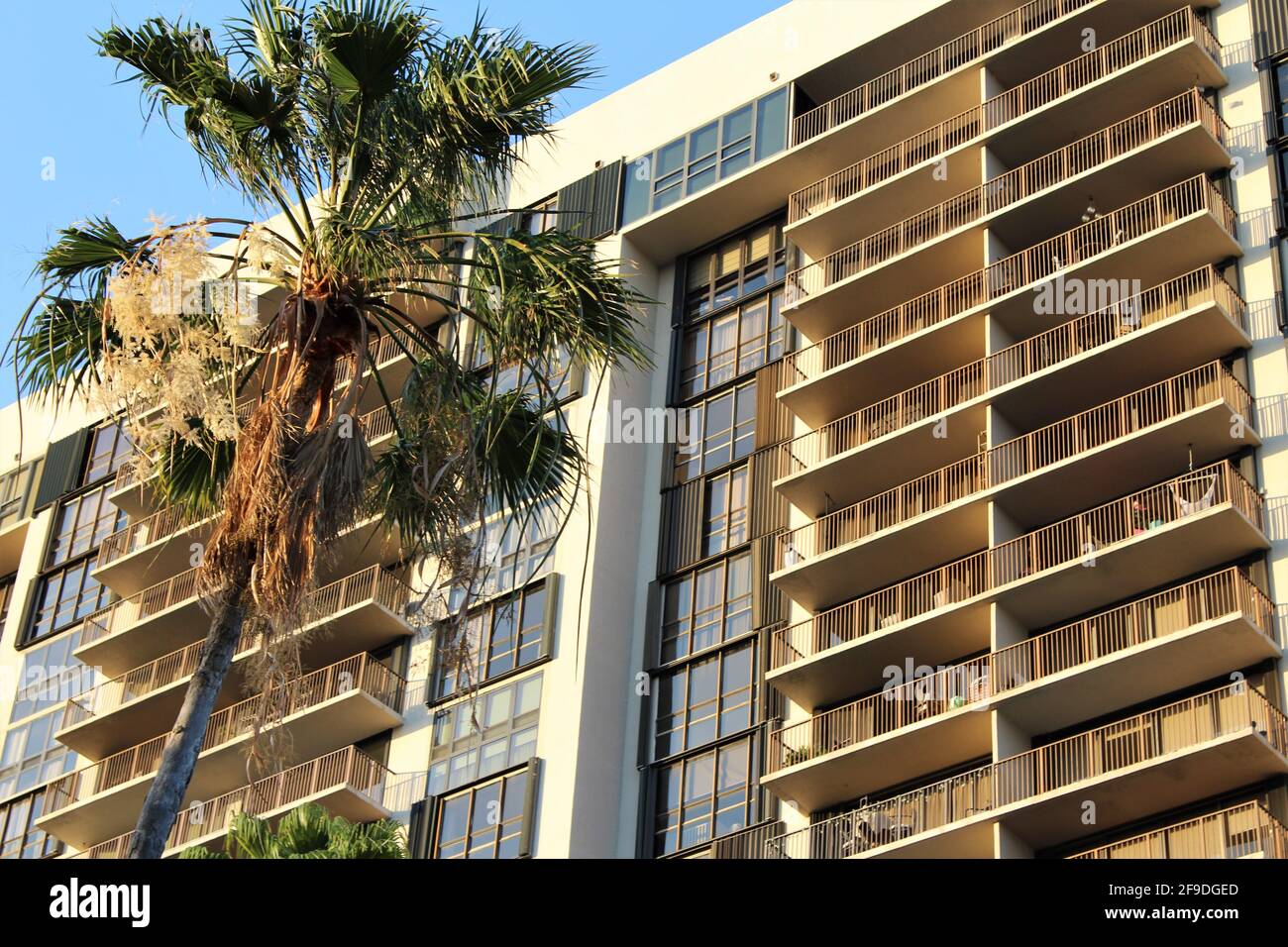 Condominium résidentiel à Brickell, Miami, Floride. Grand palmier au premier plan. Banque D'Images