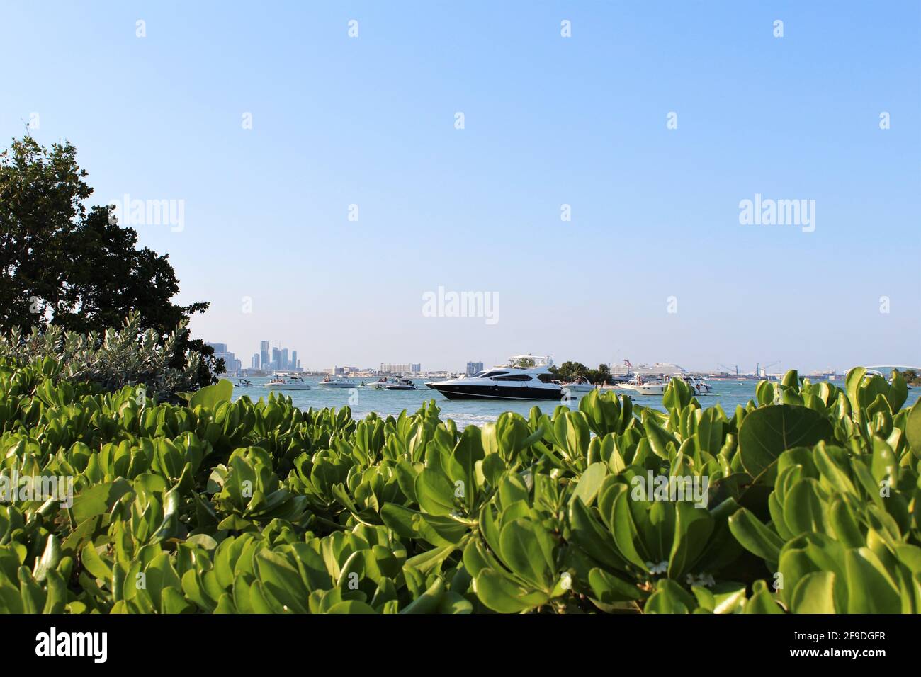Miami Beach fond de paysage urbain avec un grand yacht. Naupaka de plage ou plante de chou de plage en premier plan. Banque D'Images