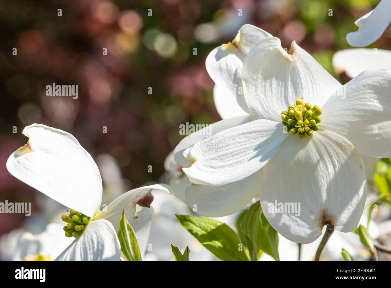 De belles fleurs de cornouiller blanches annoncent l'arrivée du printemps à Atlanta, en Géorgie. (ÉTATS-UNIS) Banque D'Images