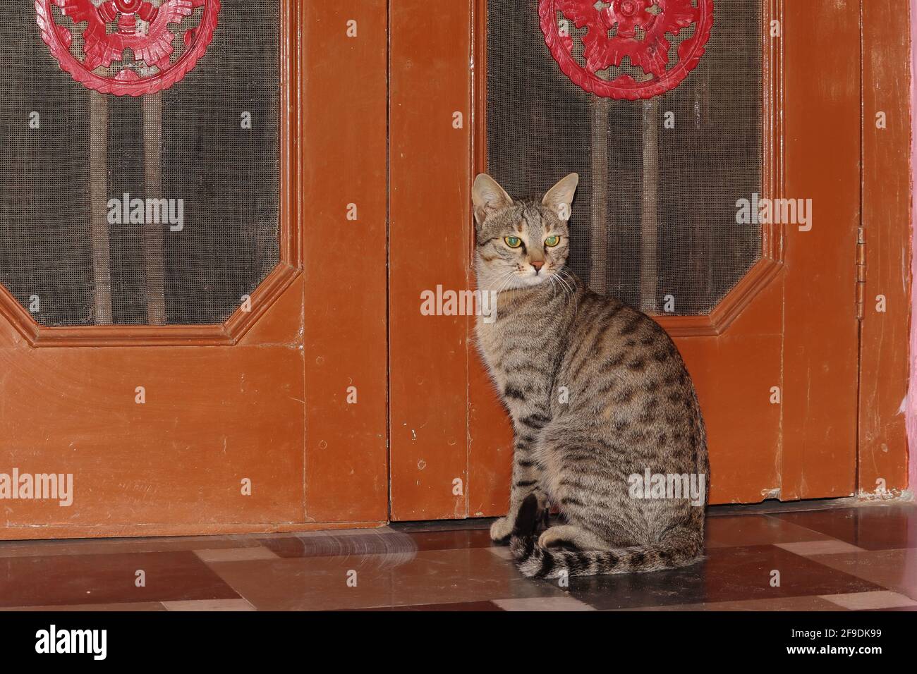 Gros plan d'un chat en PET Tabby assis près de la porte de la maison Banque D'Images