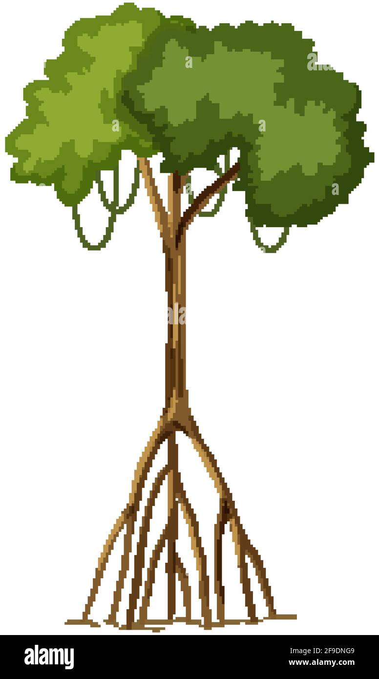 Arbre unique de la forêt tropicale avec de grandes racines isolées sur fond blanc illustration Illustration de Vecteur