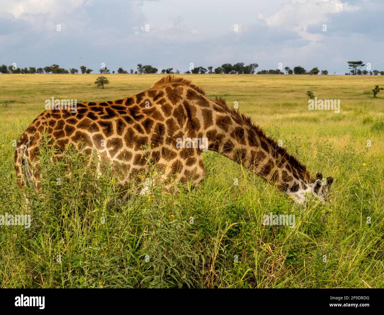 Parc national du Serengeti, Tanzanie, Afrique - 29 février 2020 : girafes pageant le long de la savane Banque D'Images