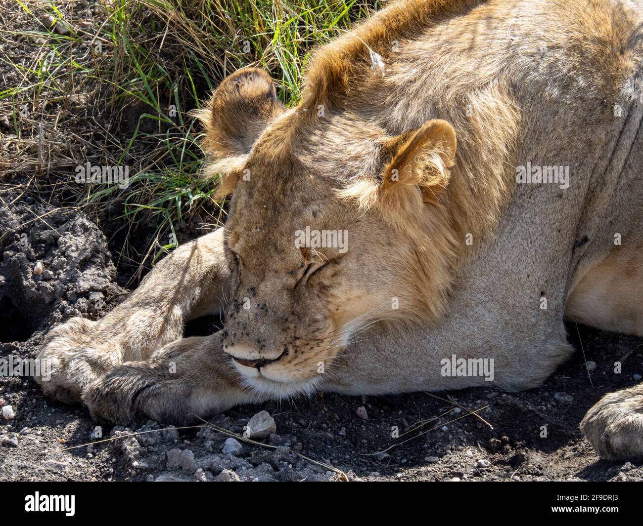 Parc national du Serengeti, Tanzanie, Afrique - 1er mars 2020 : jeunes lions se reposant le long de la route Banque D'Images