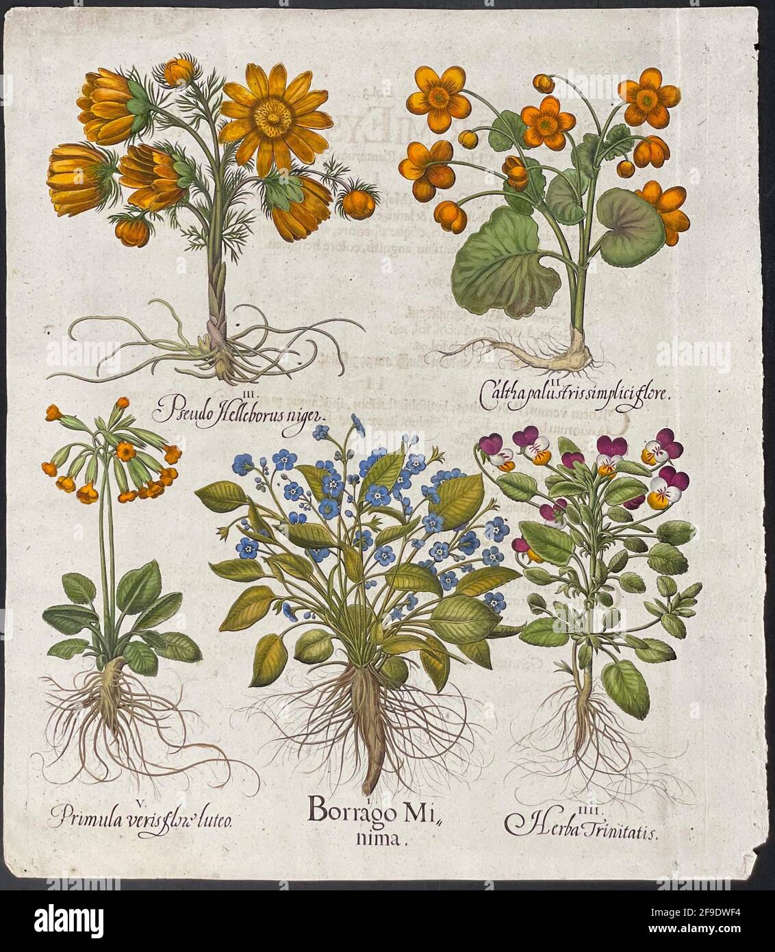 Hellebore, Marigold, Primrose, Borage ou Starflower ; Pseudo Helleborus, Maltha, Primula, Borrago, Herba Tri. Art de Basilius Besler (1561-1629). Banque D'Images