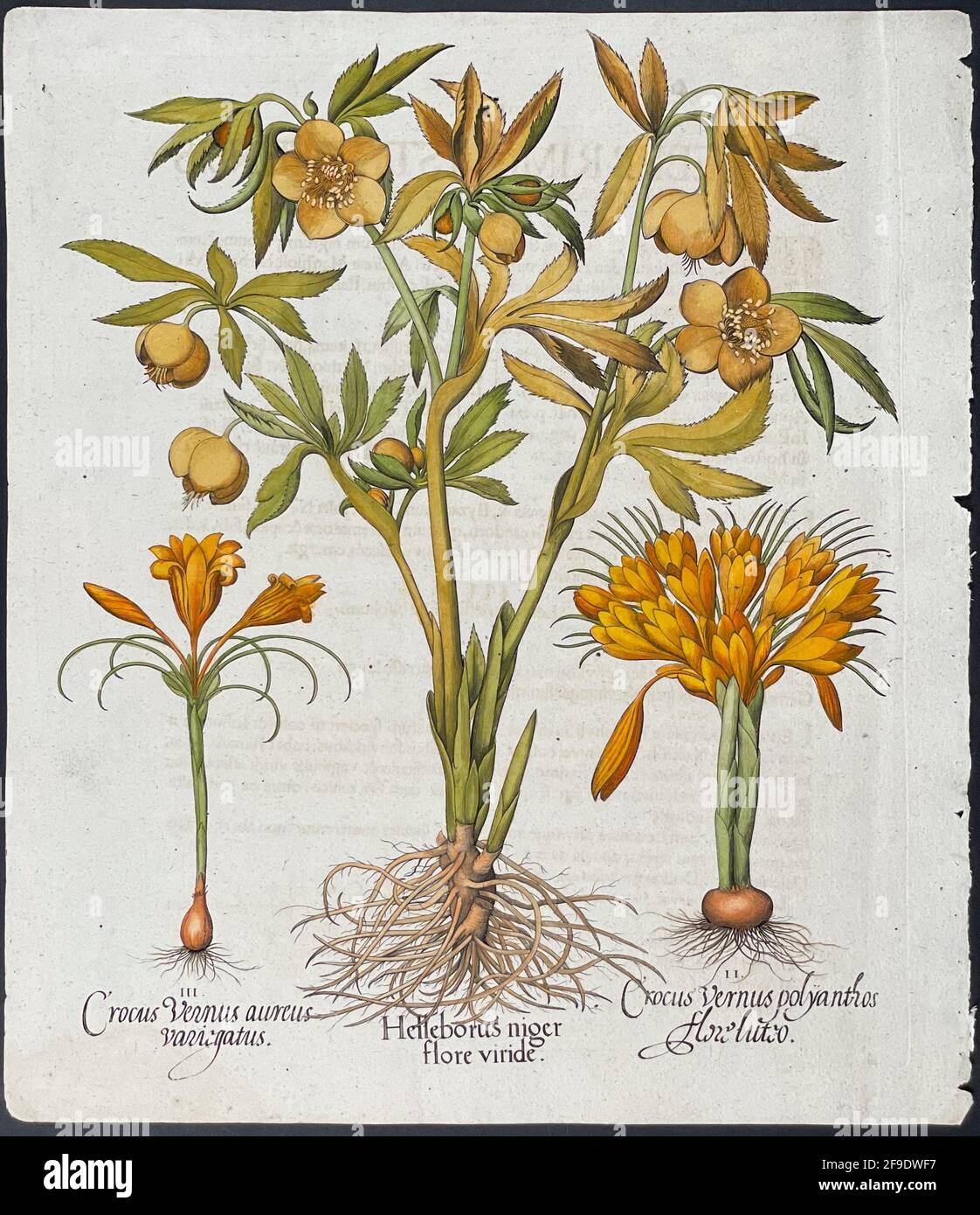 Hellebore, Crocus; Helleborus, Crocus – Art de Basilius Besler (1561–1629) Banque D'Images