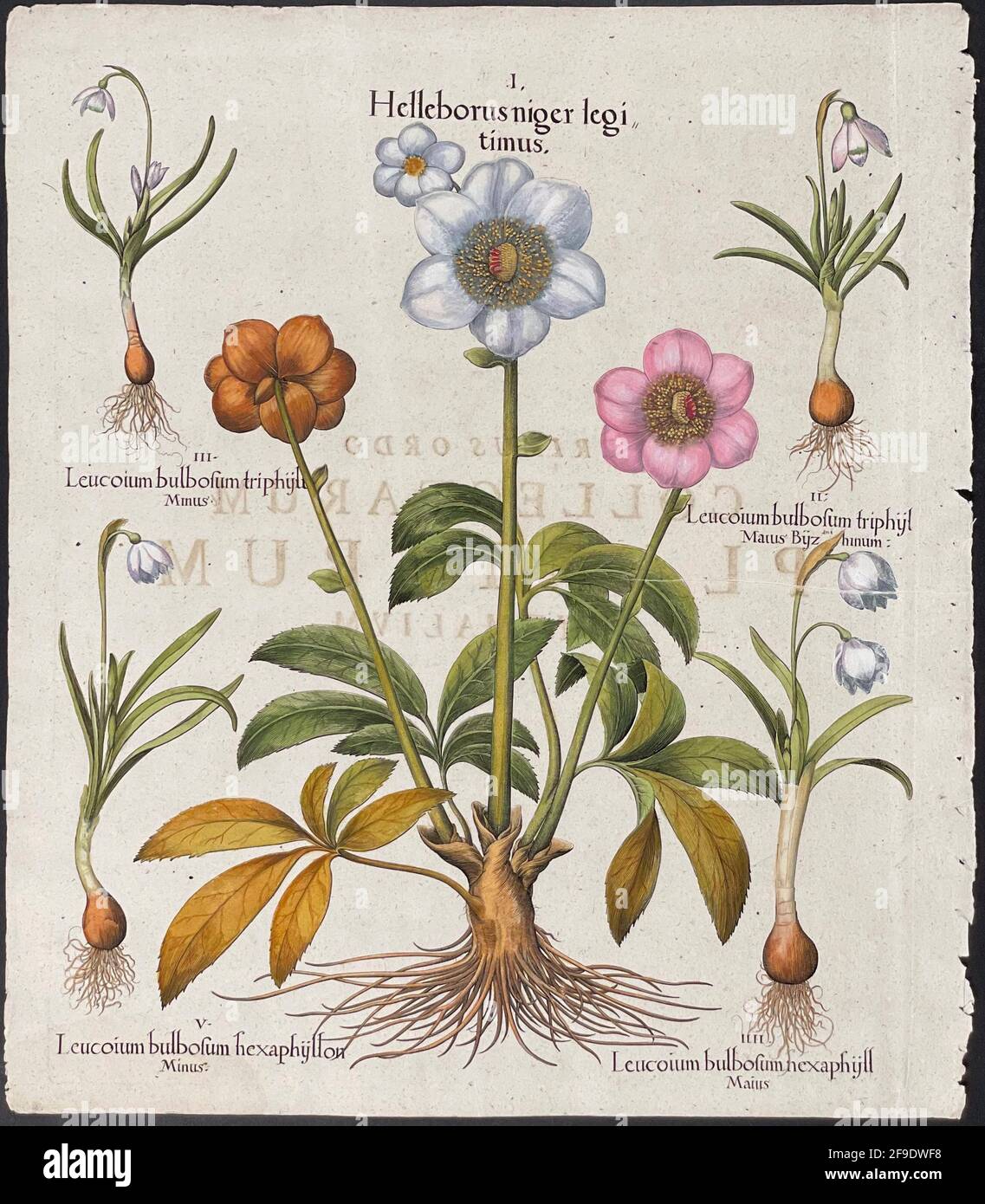 Hellebore, fleur de flocon de neige; Helleborus, Leucojum – Art de Basilius Besler (1561–1629) Banque D'Images