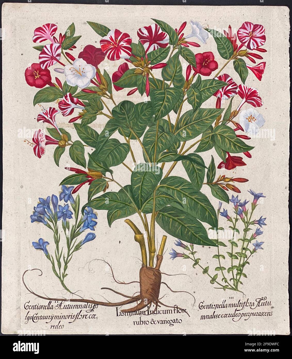Jasmine, Gentian; Jasminum indicum, Gentionella – Art de Basilius Besler (1561–1629) Banque D'Images