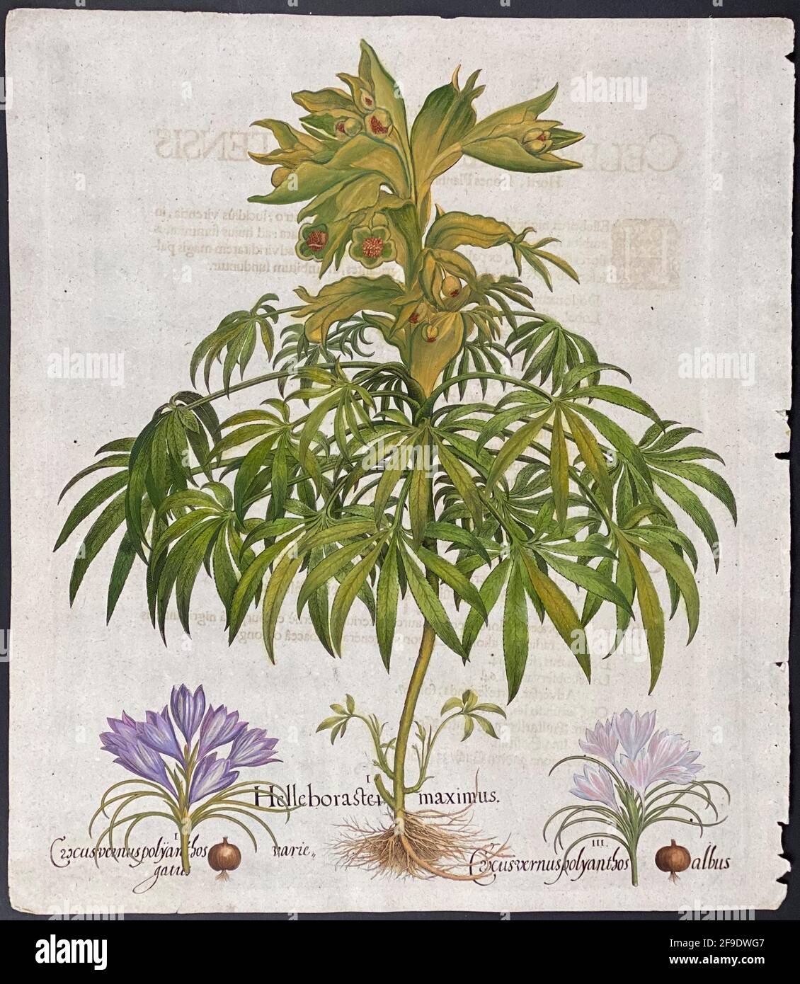 Hellébore de l'encrage – hellébore, Crocus; Hellebora, Crocus, planche 363 – Art de Basilius Besler (1561–1629) (pied de l'ours); crocodiles de printemps Banque D'Images