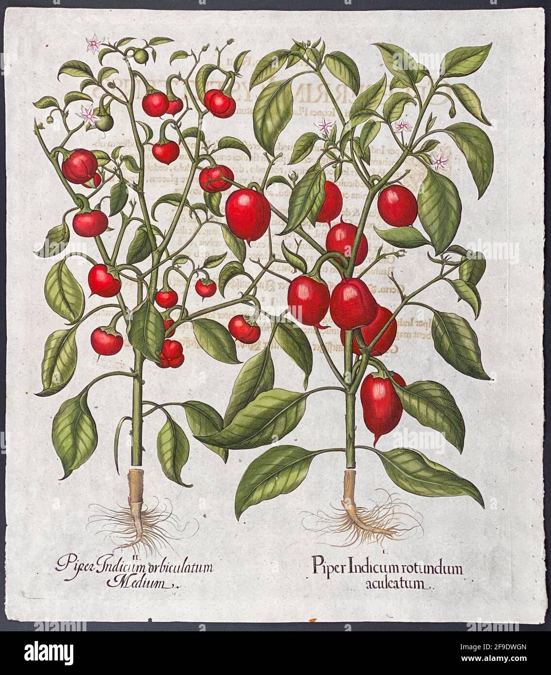 Poivre; Piper indicum – Art de Basilius Besler (1561–1629) Paprika Banque D'Images