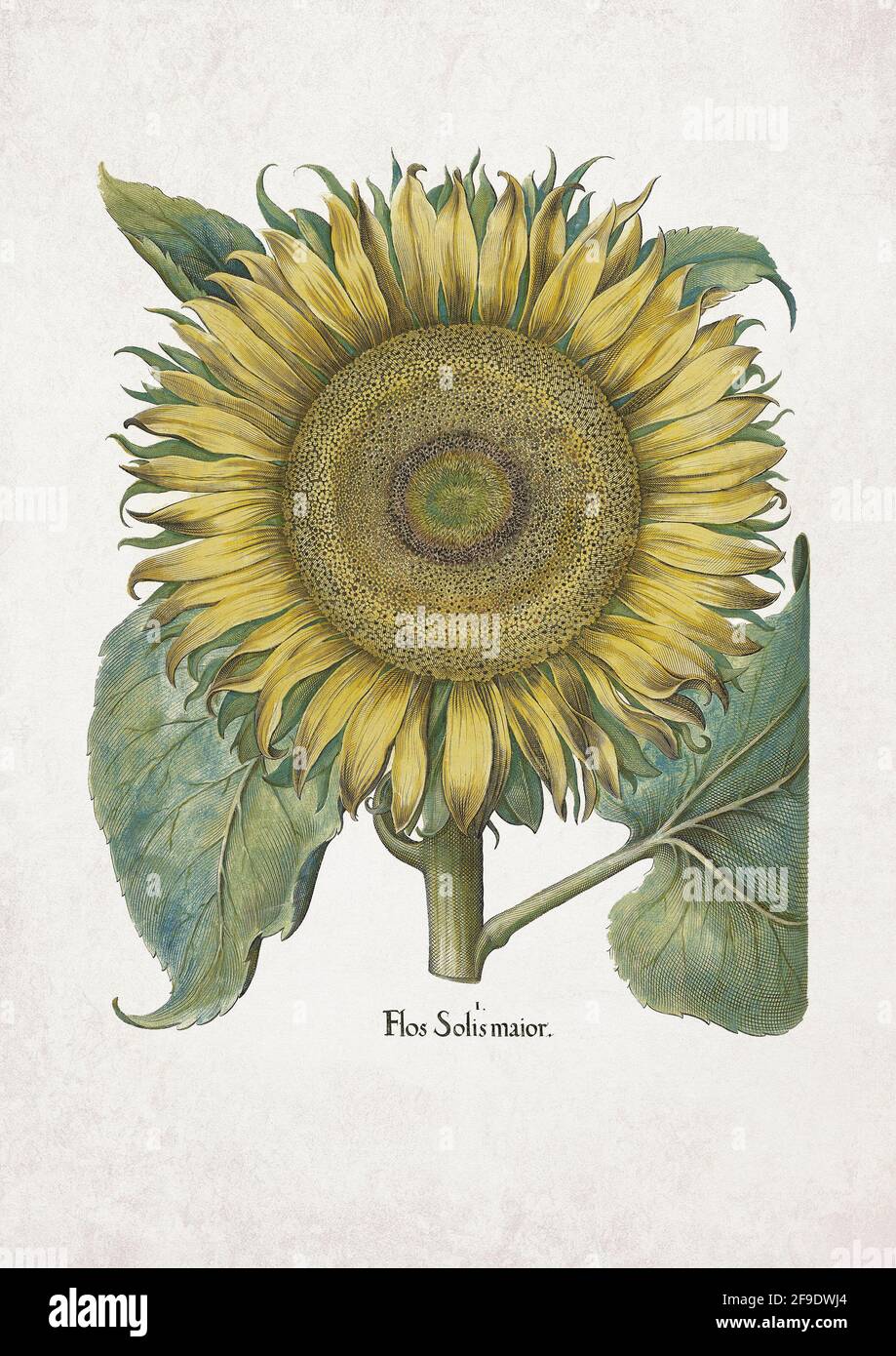 Flos Solis Maior. Basil Besler, Hortus Eystettensis oeuvre d'art. Art de Basilius Besler (1561–1629). Tournesol. Banque D'Images