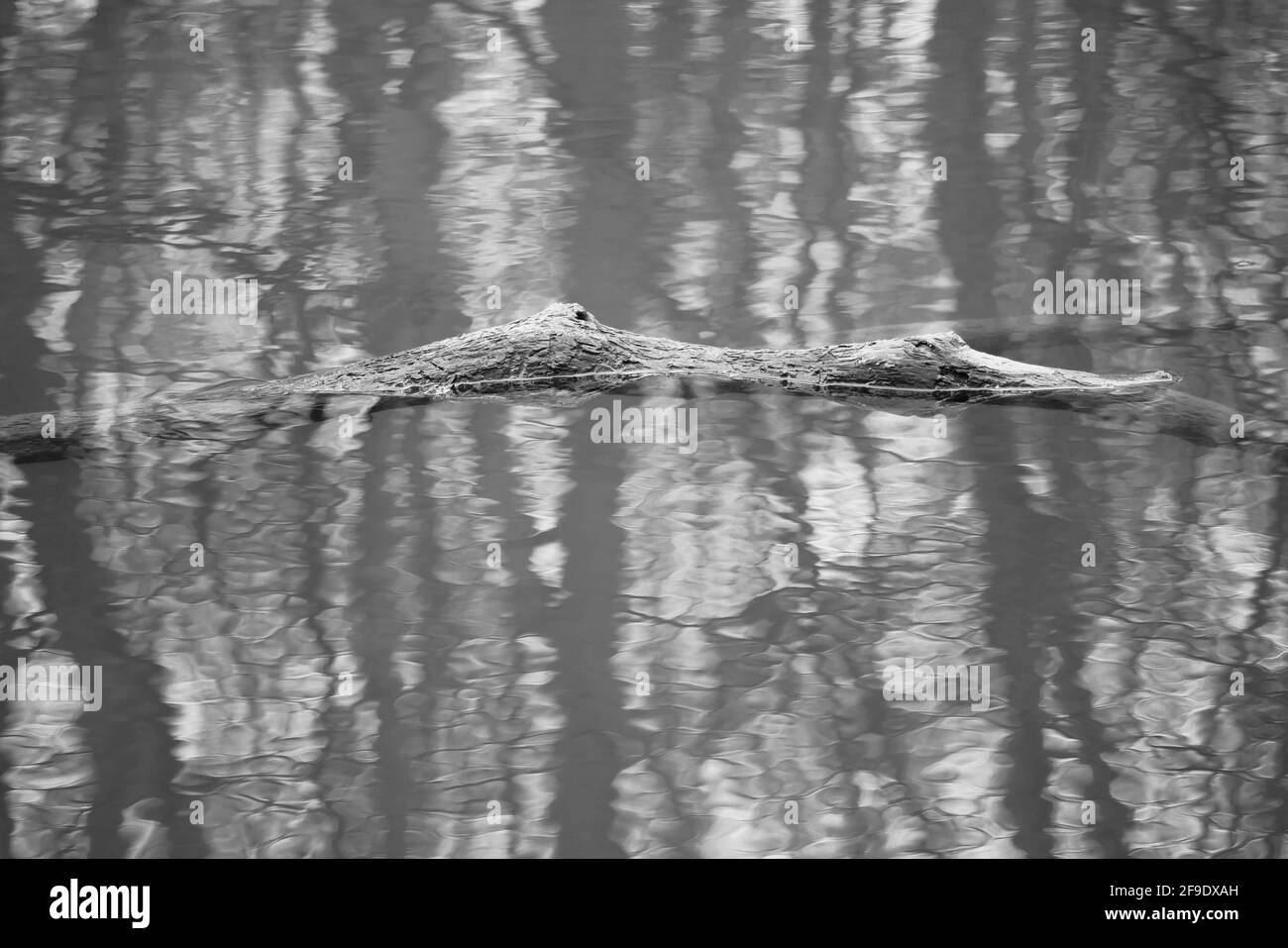 image en noir et blanc d'une branche d'arbre qui semble comme un crocodile de natation dans l'eau réfléchissante d'un lac Banque D'Images