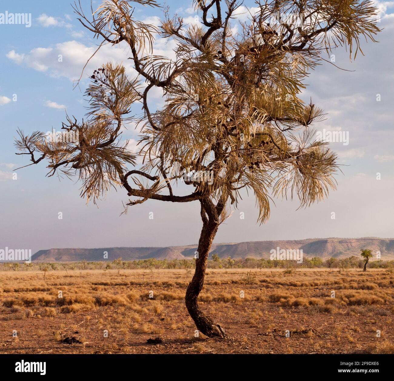 Brousse caustique ( Grevillea pyramidalis), savane, Kimberley, Australie occidentale Banque D'Images