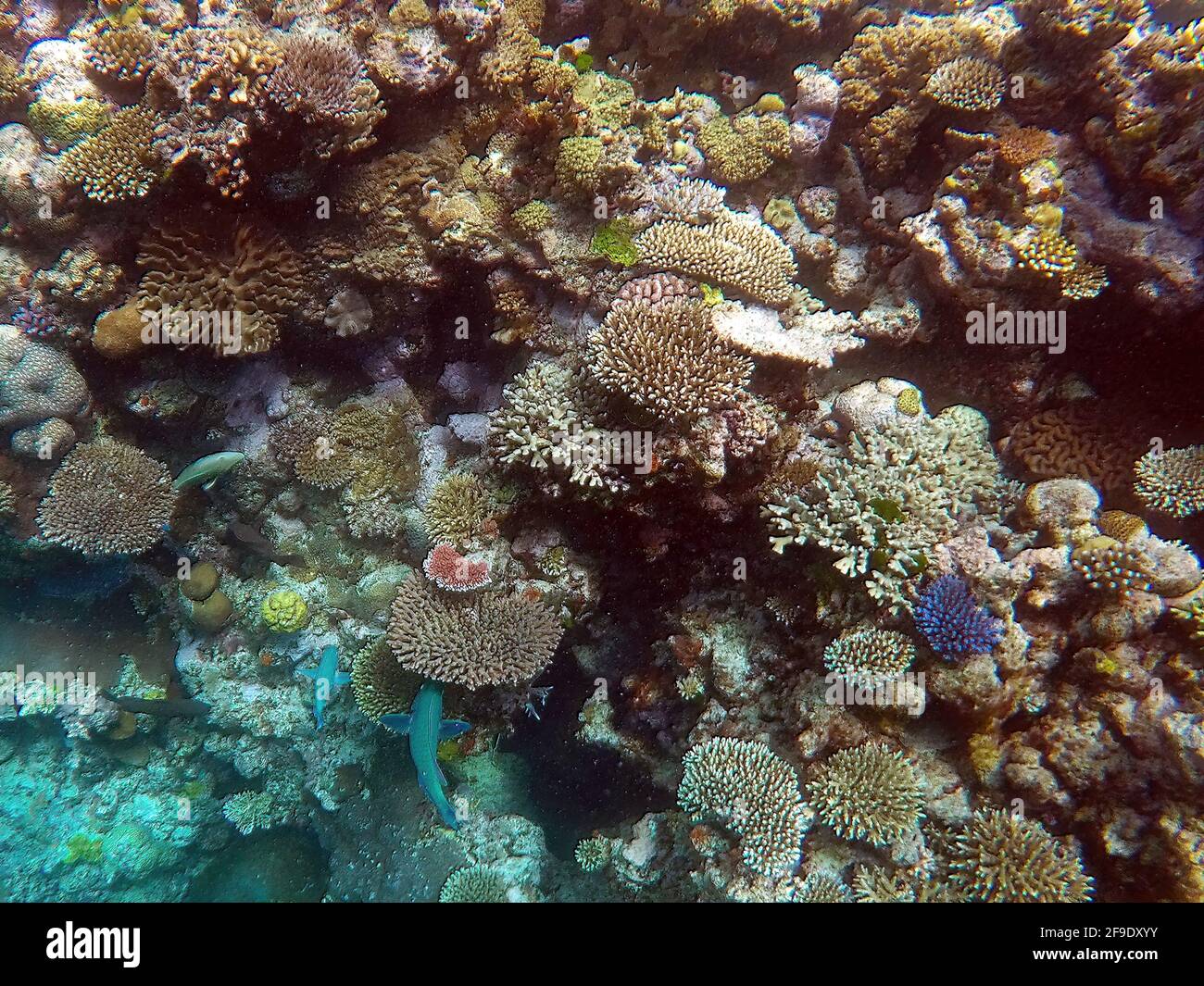 Coraux à Ribbon Reef No. 9, Grande barrière de corail, Queensland, Australie Banque D'Images
