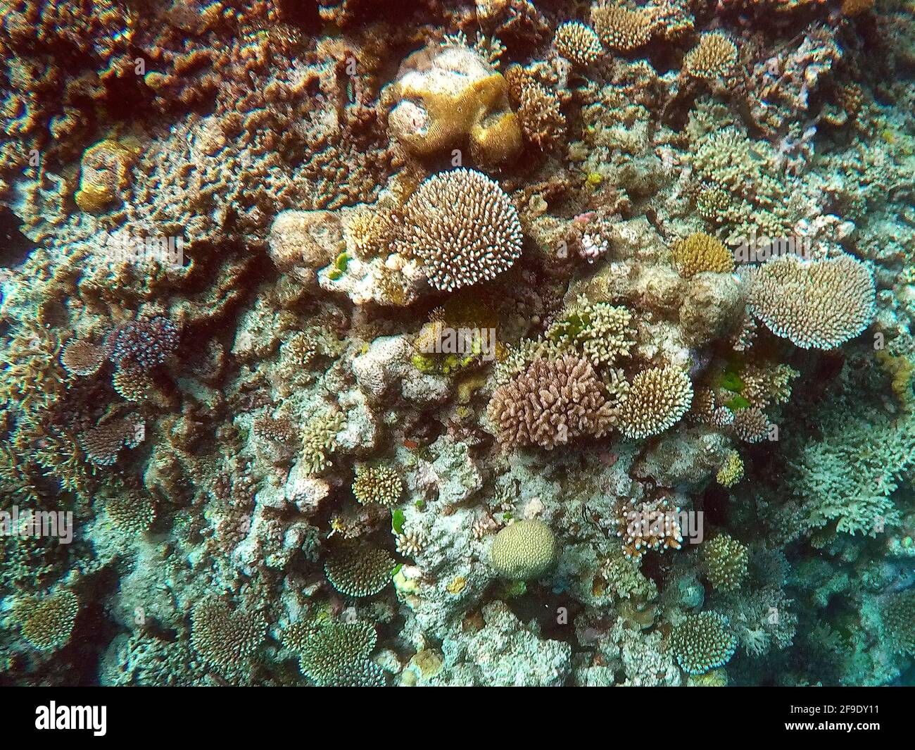 Coraux à Ribbon Reef No. 9, Grande barrière de corail, Queensland, Australie Banque D'Images