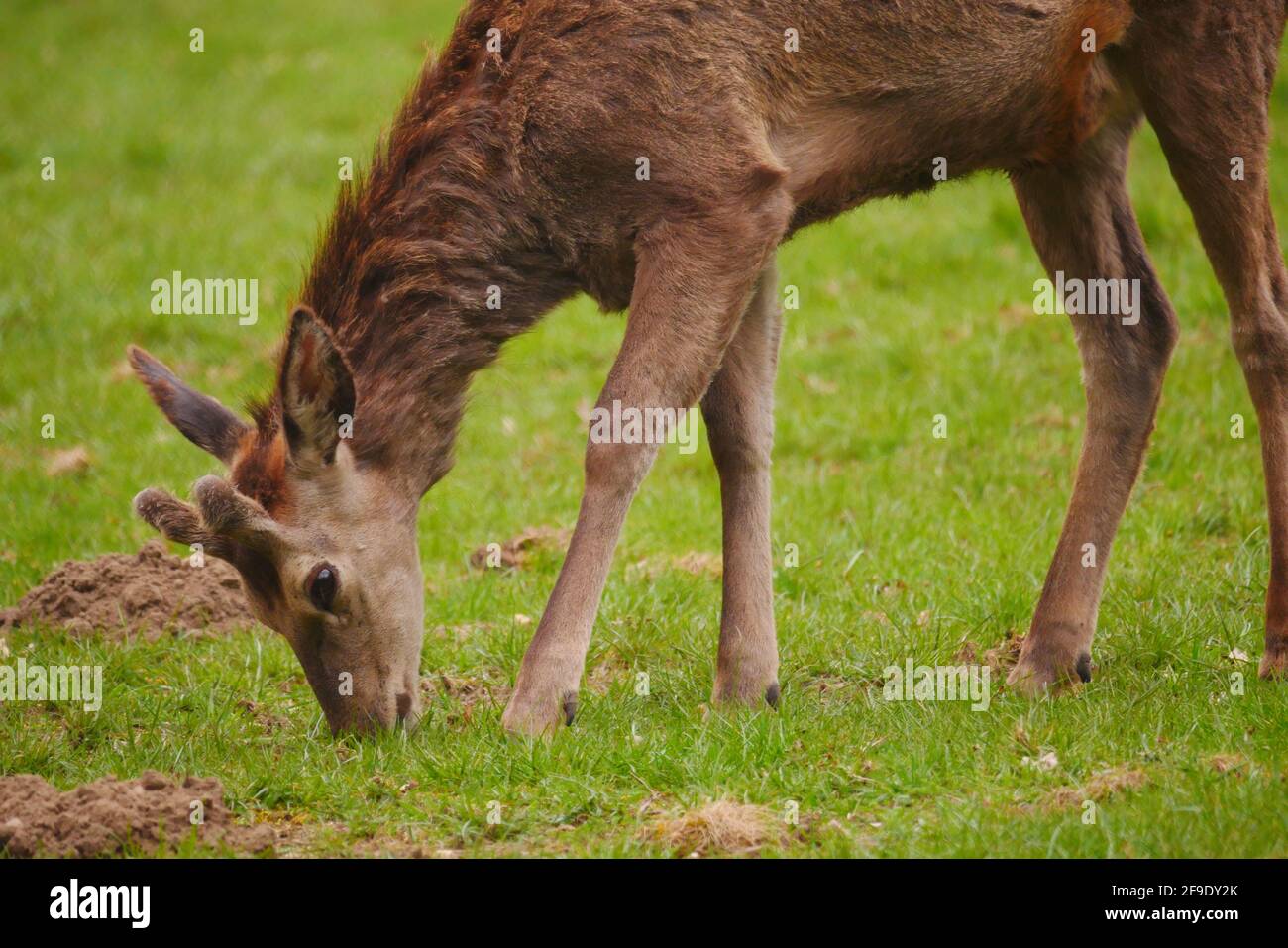 gros plan d'un cerf rouge debout sur un green Prairie à manger Cervus elaphus Banque D'Images