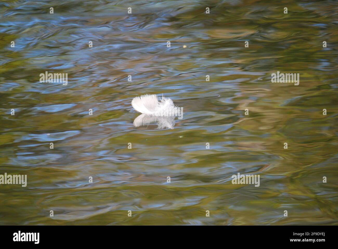 une plume d'oie blanche se reflète dans l'eau de un lac Banque D'Images