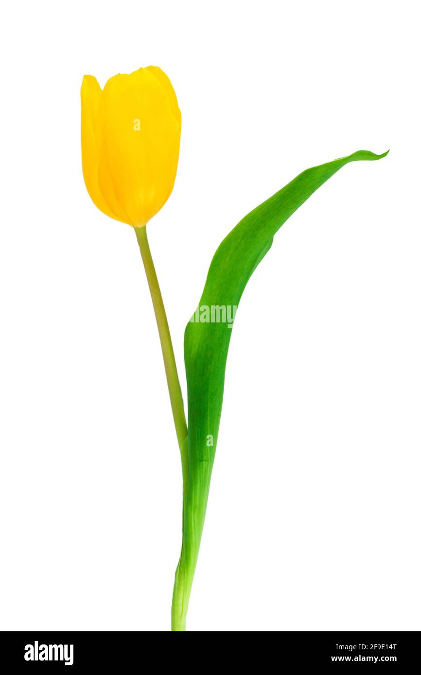 Gros plan tulipe jaune sur fond blanc Photo Stock - Alamy