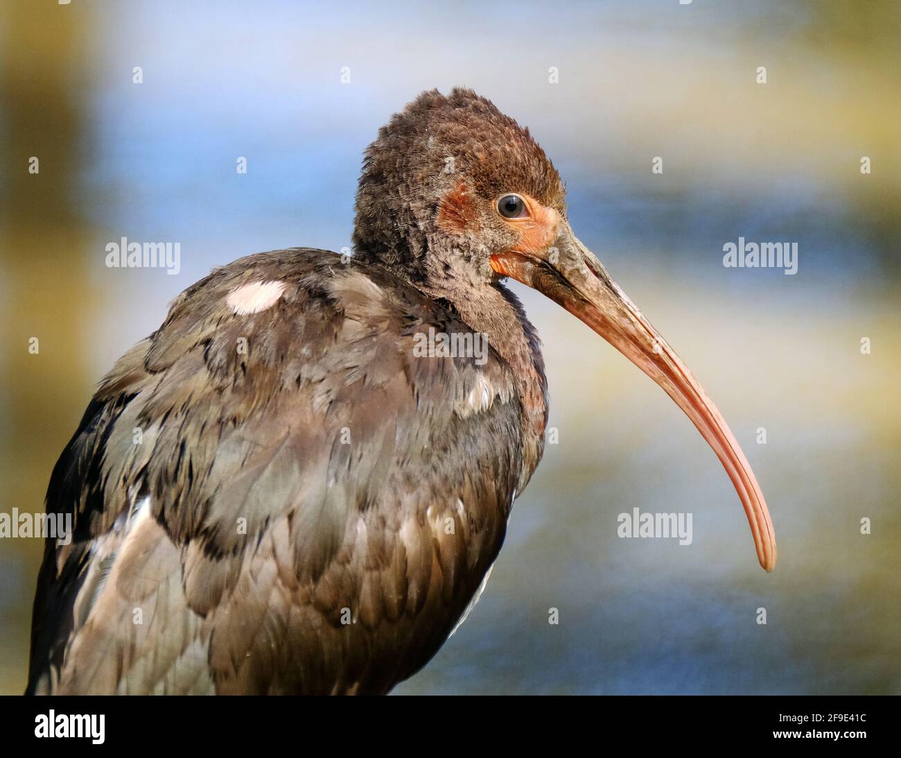 Le scarlet ibis est une espèce d'ibis de la famille des oiseaux Threskiornithidae. Jeune oiseau. Banque D'Images