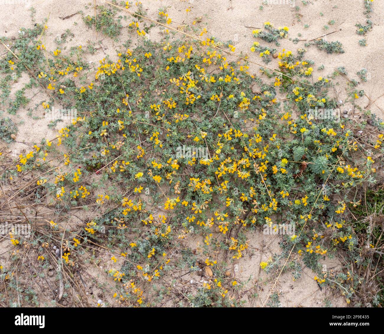 Hippotreis balearica gros plan de la fleur jaune qui pousse dans le sable dunes de la plage de cala mesquida à majorque Banque D'Images