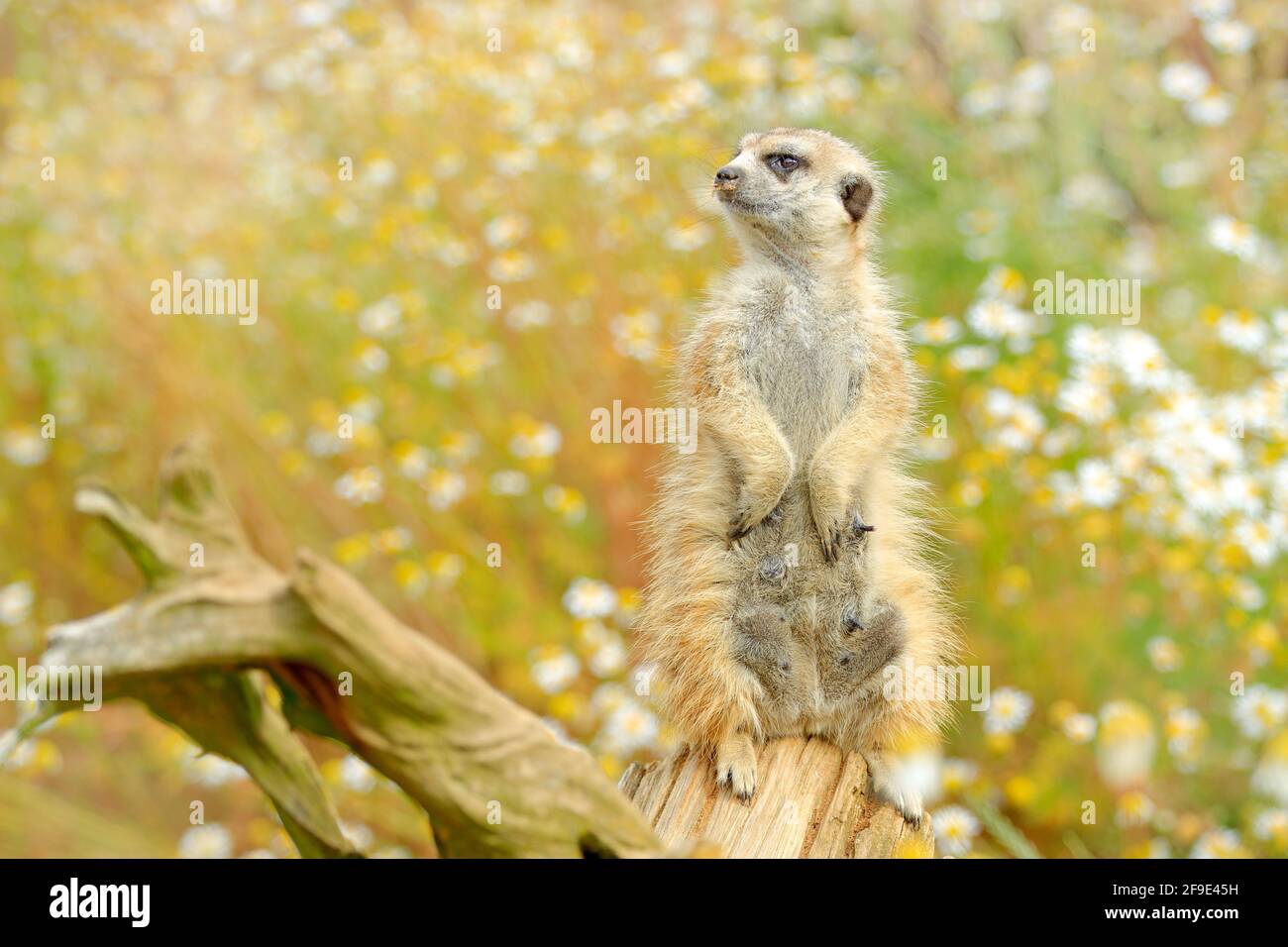 Bel animal dans l'habitat de la nature. Scène sauvage de la nature, image amusante. Mignon Meerkat, Suricata suricata, assis sur le tronc de l'arbre en blanc Banque D'Images