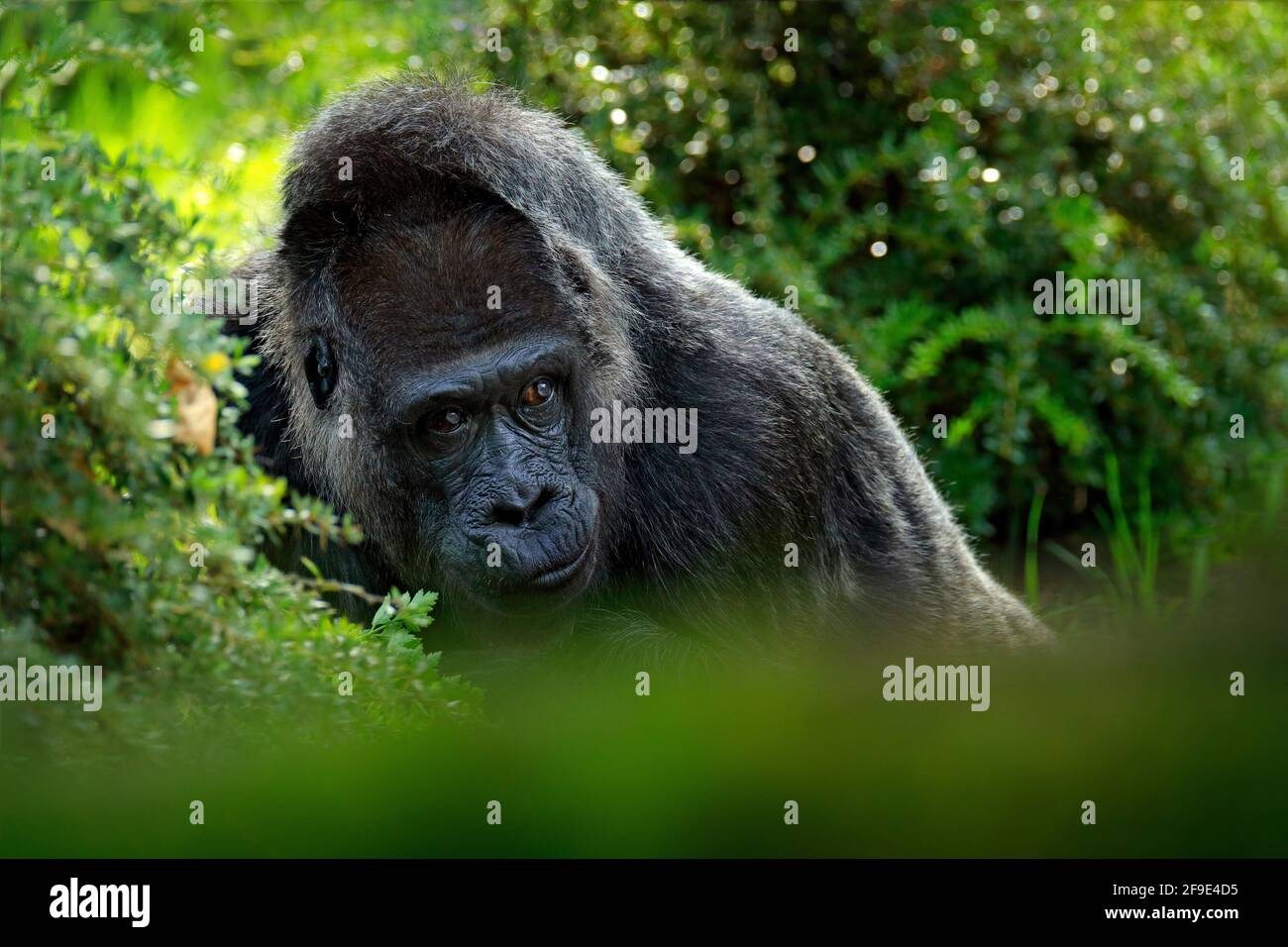 Gorille de plaine de l'Ouest, portrait de tête de détail avec de beaux yeux. Photo en gros plan de gros singe noir sauvage dans la forêt, Gabon, Afrique. La faune et la flore Banque D'Images