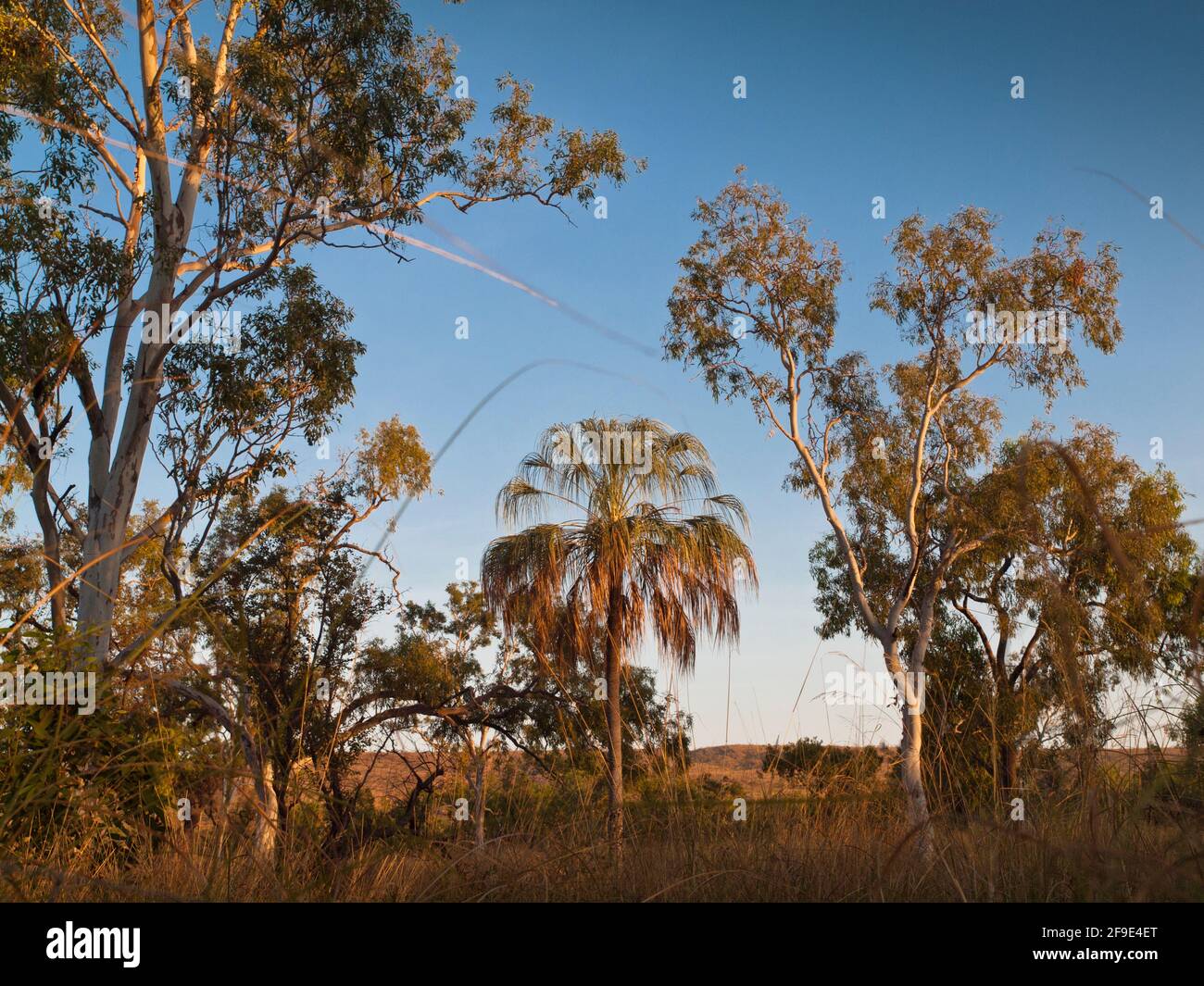 Le palmier de Livistona entouré de gommiers, Mornington, Kimberley, Australie occidentale Banque D'Images