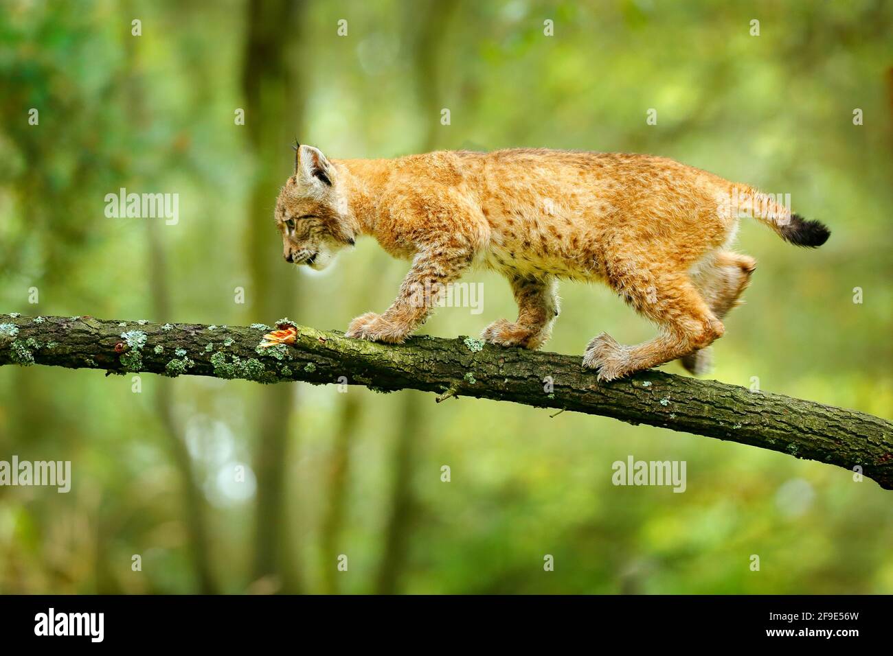 Lynx F Banque D Image Et Photos Alamy