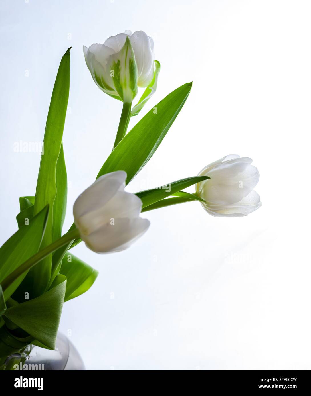 Bouquet de tulipes blanches isolé sur fond blanc. Fleur pour la lumière. Bourgeon, tige et feuilles. Copier espace. Banque D'Images