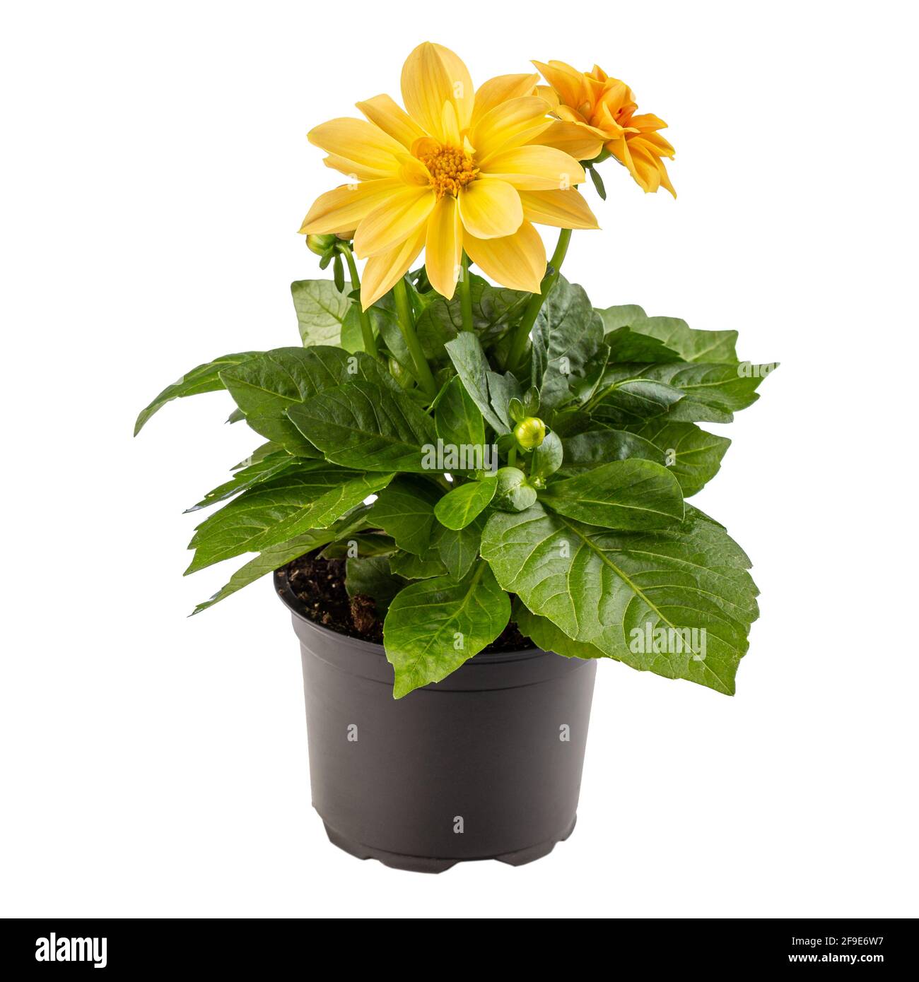 Fleur de dahlia jaune dans un pot noir, dahlia figaro sur fond blanc Photo  Stock - Alamy